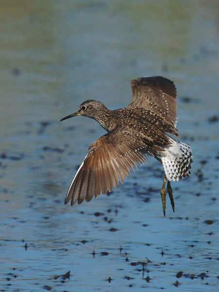 Liro, Wood Sandpiper, Tringa glareola